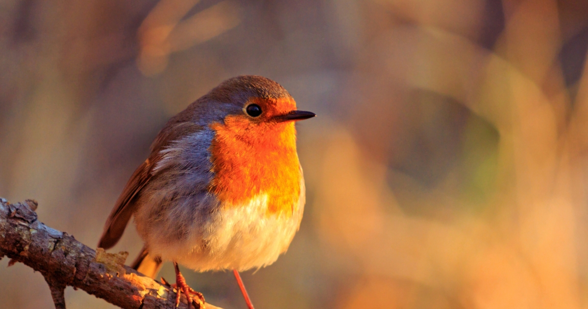 Do Birds Have Ears