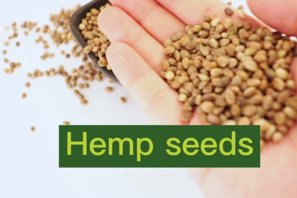 what is Hemp Seeds